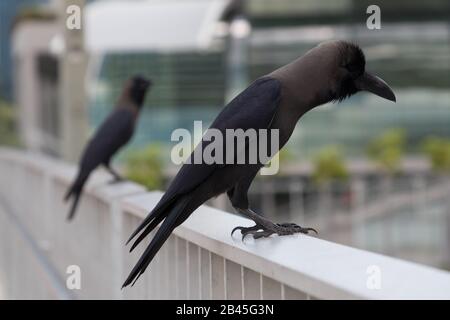 Greynecked Crews in Singapur Stockfoto