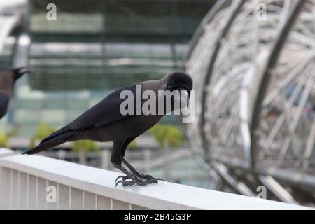 Greynecked Crews in Singapur Stockfoto