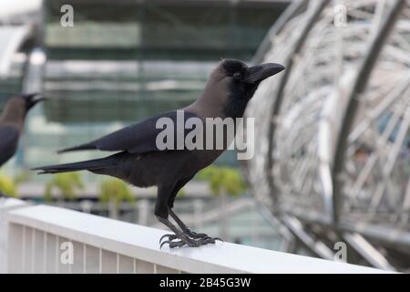 Greynecked Crews in Singapur Stockfoto