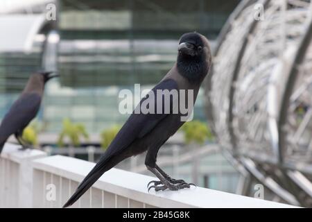 Greynecked Crews in Singapur Stockfoto
