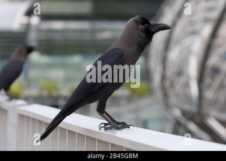 Greynecked Crews in Singapur Stockfoto