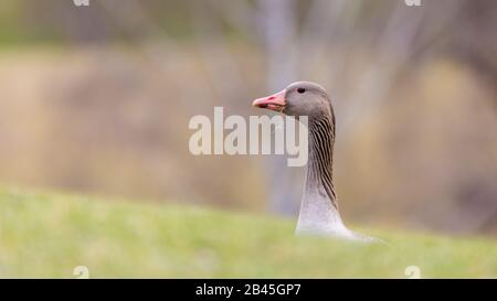 Graue Gans mit verdächtigem Look. Wenn man den Hals streckt, kann man sehen, was hinter dem Hügel steckt. Konzept für Kuriosität, Aufsicht, Interesse. Stockfoto