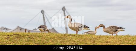 Gruppe von Gänsen, die auf einer Wiese des Olympiaparks weiden. Im Hintergrund Teile der Stahlkonstruktion des Olympiastadions. Wilde Tiere in der Stadt Stockfoto