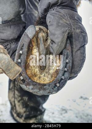 Heiß geschmiedet horshoe wird auf einem Pferde hoaf. Hufschmied mit scharfen Stahl Nägel und kleinen Hammer Nagel. Stockfoto