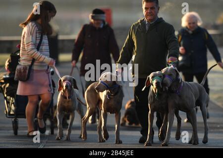 Eine Gruppe von Weimaranern trifft am zweiten Tag der Crufts Dog Show im Birmingham National Exhibition Centre (NEC) ein. PA Foto. Ausgabedatum: Freitag, 6. März 2020. Siehe PA Story ANIMALS Crufts. Der Lichtbildkredit sollte lauten: Jacob King/PA Wire Stockfoto