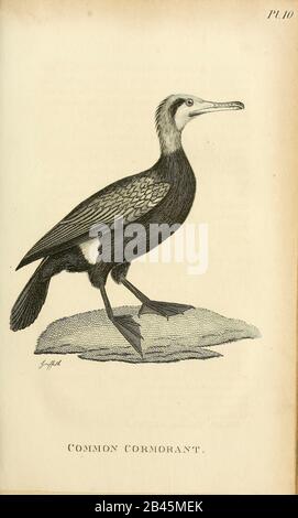 Common Cormorant (Phalacrocorax carbo, großer Kormoran) aus dem Volumen von (Aves) von "General Zoology or Systematic Natural History" des britischen Naturforschers George Shaw (1751-1813) aus dem Jahr 1825. Shaw schrieb den Text (auf Englisch und Latein). Er war Arzt, Fellow der Royal Society, Mitbegründer der Linnean Society und Zoologe am British Museum. Eingraviert von Frau Griffith Stockfoto