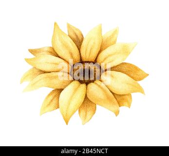 Gelbes Sonnenblumen-Clipart-Element mit handgemalten Wasserfarben isoliert auf weißem Hintergrund Stockfoto