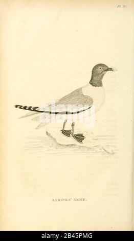 Sabines xeme (Sabines Möwe Xema sabini), ab dem Band von "General Zoology or Systematic Natural History" von der britischen Naturforscherin George Shaw (1751-187) aus dem Jahr 1825. Shaw schrieb den Text (auf Englisch und Latein). Er war Arzt, Fellow der Royal Society, Mitbegründer der Linnean Society und Zoologe am British Museum. Eingraviert von Frau Griffith Stockfoto