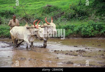 Bauer pflügt schlammiges Feld, Maharashtra, Indien, Asien Stockfoto