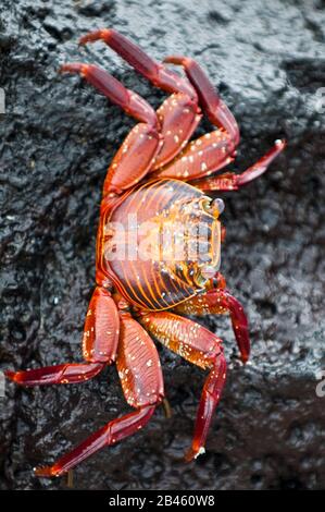 Sally Lightfoot Crab (Grapsus grapsus), Espinosa Point, Isla Fernandina (Insel Fernandina), Galapagos-Inseln, Ecuador. Stockfoto