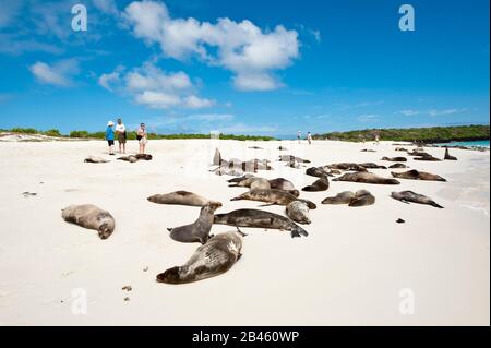 Galapagos Seelöwe (Zalophus wollebaeki), Gardner Bay, Isla Española (Española Island auch Hood Island genannt), Galapagos-Inseln, Ecuador. Stockfoto