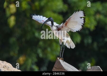 Ein Heiliger Ibis Landung zeigen ihre schönen weißen und roten Flügeln gegen eine sandige Hintergrund in der Nähe von einem Teich (Threskiornis aethiopicus). Stockfoto