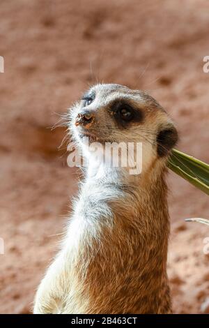 Ein Meerkat, das auf den Felsen in der Wüste aufhängt und sich umsieht (Suricata suricatta). Stockfoto