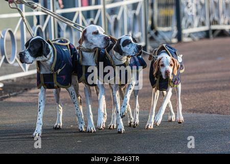 Birmingham, Großbritannien. März 2020. Hunde, die am zweiten Tag von Crufts ankommen. Credit: Jon Freeman/Alamy Live News Credit: Jon Freeman/Alamy Live News Stockfoto