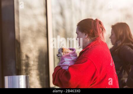 Birmingham, Großbritannien. März 2020. Hunde, die am zweiten Tag von Crufts ankommen. Credit: Jon Freeman/Alamy Live News Credit: Jon Freeman/Alamy Live News Stockfoto