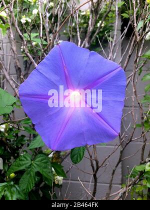 Vorderansicht einer voll geöffneten und schönen lila Morgenblume, die in Brisbane, Australien, gefangen wurde Stockfoto