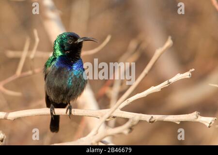 Palästina-Sonnenvogel (Cinnyris osea) Stockfoto