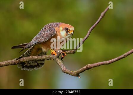 Rotfußkestrel - Falco vespertinus, schöner Kestrel aus südeuropäischen Wald- und Waldgebieten, Hortobagy, Ungarn. Stockfoto