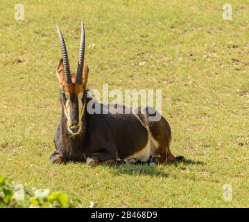 Antilope, die im Zoo prag auf einer Rasenfläche liegen Stockfoto