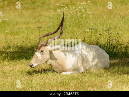 Weiße Antilope auf grasbewachsener Ebene im Zoo prag Stockfoto