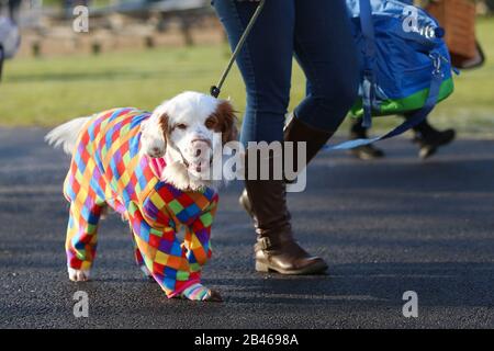 NEC Birmingham, Großbritannien. März 2020. "Gun Dog Day" bei Crufts in Birmingham sieht eine Vielzahl von Größen und Rassen für die Tagesschau eintreffen. Kredit: Peter Lopeman/Alamy Live News Stockfoto