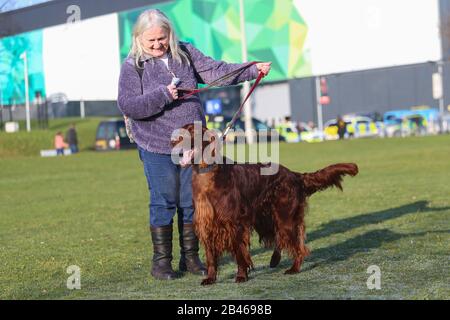 NEC Birmingham, Großbritannien. März 2020. "Gun Dog Day" bei Crufts in Birmingham sieht eine Vielzahl von Größen und Rassen für die Tagesschau eintreffen. Kredit: Peter Lopeman/Alamy Live News Stockfoto