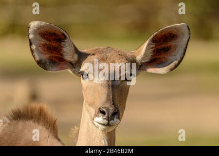 Porträt der Antilope kudu (Tragelaphus strepsiceros) weibliche Vorderseite im Zoo pilsen Stockfoto