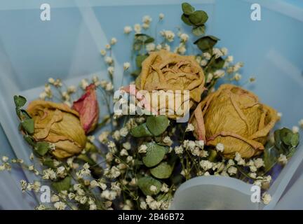 Getrocknete rose Blume Stockfoto