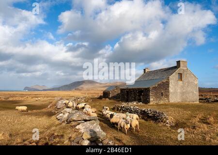 Steinhaus und Schafe auf Valentia Island, County Kerry, Irland Stockfoto