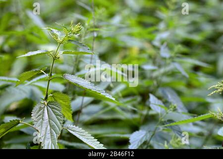 Detailliertes Bild der frisch und grün Brennessel. Konzentrieren Sie sich auf eine Pflanze sprießen. Urtica dioica, oft als brennnessel oder Brennessel. Blur Stockfoto