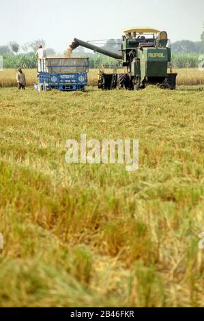 Reis-Harvester, Reisernten Maschine, Reiskorn, das in Wagen gefüllt wird, Punjab, Indien, Asien Stockfoto