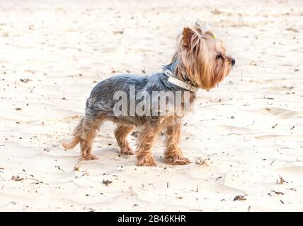 Hund mini Yorkshire Terrier steht auf einem Sandstrand Stockfoto