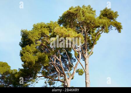 Pinie, Pinus Pinea. Der Kiefernbaum ist typisch für den mediterranen Raum. Stockfoto