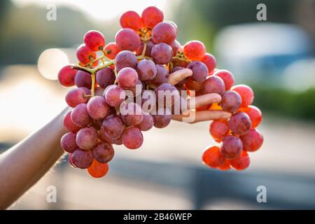 Eine Frau, die einen großen Haufen roter saftiger Trauben in der Hand hält. Stockfoto