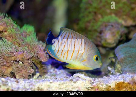 Eiblis Angelfisch, Centropyge Eibli, schwimmt in einem Korallenriffaquarium Stockfoto