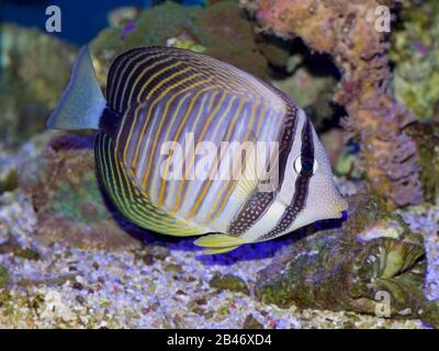 Desjardini Sailfin Tang, Zebrasoma desjardini, auch bekannt als Indian Ocean Sailfin, Desjardin's Sailfin oder Red Sea Sailfin Tang Stockfoto