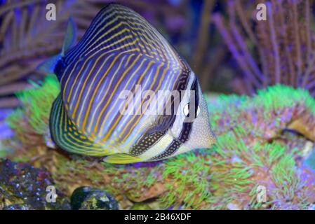 Desjardini Sailfin Tang, Zebrasoma desjardini, auch bekannt als Indian Ocean Sailfin, Desjardin's Sailfin oder Red Sea Sailfin Tang Stockfoto