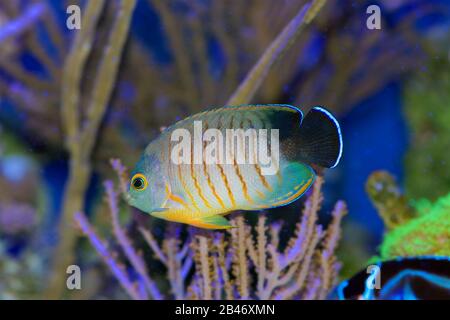 Eiblis Angelfisch, Centropyge Eibli, schwimmt in einem Korallenriffaquarium Stockfoto