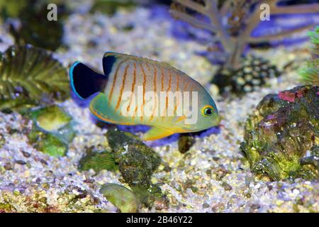 Eiblis Angelfisch, Centropyge Eibli, schwimmt in einem Korallenriffaquarium Stockfoto