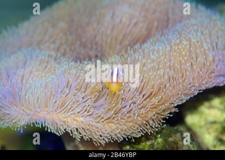 Orange Skunk Clownfish, Amphiprion Sandaracinos, mit einer Toadhocker Koralle statt einer Seeanemone Stockfoto