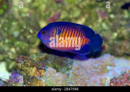 Coral Beauty Angelfish, Coral Beauty Angelfish, Centropyge bispinosa, ein Zwerg- oder Pygmäenangelfisch aus dem Indo Pacific P, ein Zwerg- oder Pygmäenangelfisch Stockfoto