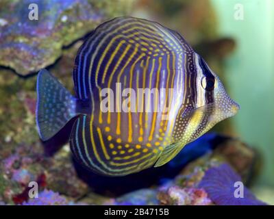 Desjardini Sailfin Tang, Zebrasoma desjardini, auch bekannt als Indian Ocean Sailfin, Desjardin's Sailfin oder Red Sea Sailfin Tang Stockfoto