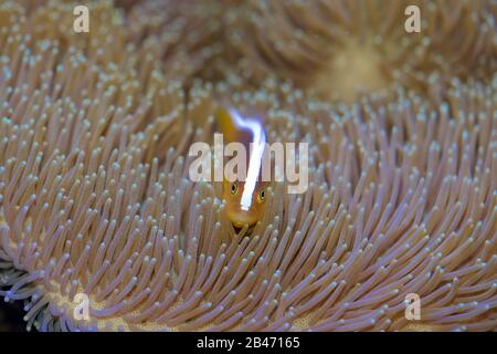 Orange Skunk Clownfish, Amphiprion Sandaracinos, mit einer Toadhocker Koralle statt einer Seeanemone Stockfoto