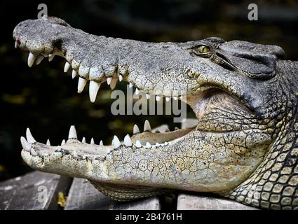 Australisches Salzwasserkrokodil - Crocodylus porosus, Kiefer offen und wachsam, klassische Pose dieses Apex-Raubtiers Stockfoto