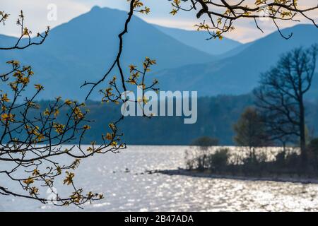 Neue Quellblätter an einer Eiche mit Catbells und Maiden Moor-Fells im Hintergrund von Friars Crag, Keswick, Lake District, Cumbria, Großbritannien aus gesehen. Stockfoto