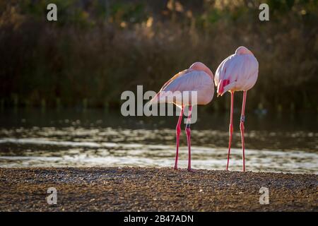 Rosaflamingo an Slimbridge Stockfoto