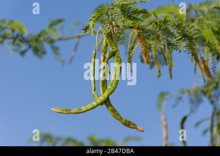 Grüner Ghafenbaum (prosopis cineraria) erbseniert im Sonnenschein im Wüstensand der Vereinigten Arabischen Emirate (VAE) mit blauem Himmel und Sand im Hintergrund. Stockfoto