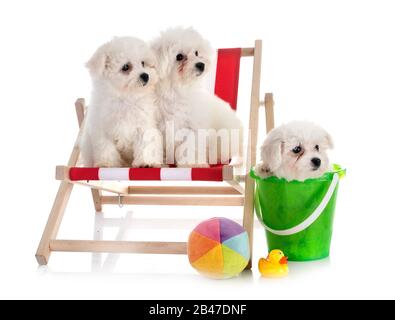 Junge Bichon Akazie vor weißem Hintergrund Stockfoto