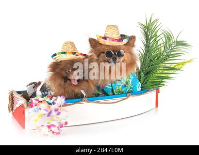 Junge pomeranians vor weißem Hintergrund Stockfoto