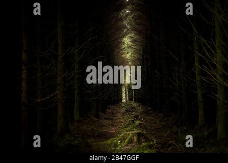 Reihen von Nadelholz Sitka Fichte Picea sitchensis Bäume in Davidstow Woods in Cornwall. Stockfoto